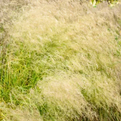 Schmiele 'Bronzeschleier' - Goldener Nebel im Garten