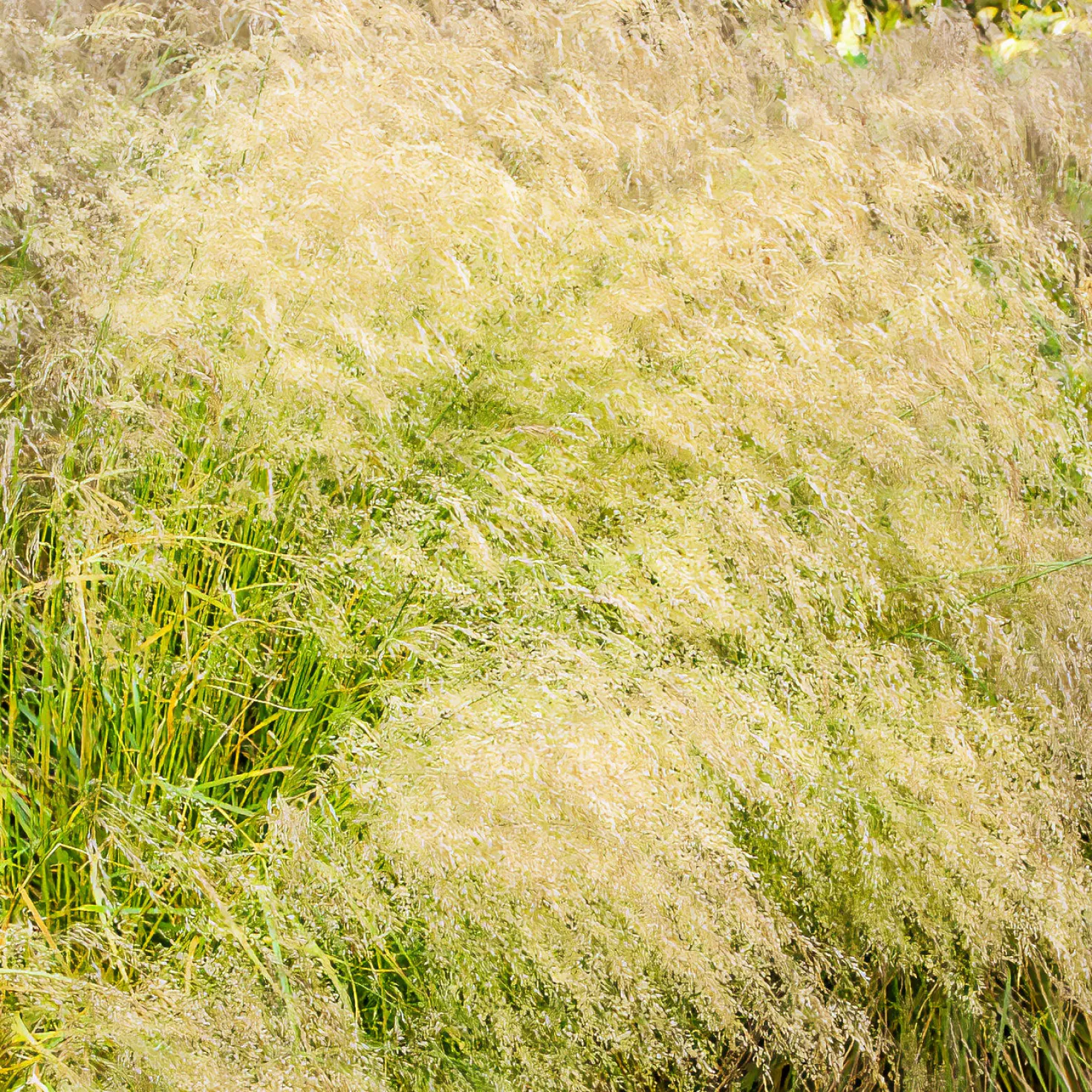 Schmiele 'Bronzeschleier' - Goldener Nebel im Garten