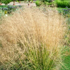 Schmiele 'Goldtau' - Leuchtende Tautropfen im Garten
