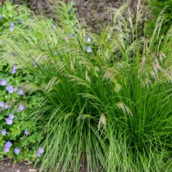 Schmiele 'Goldtau' - Leuchtende Tautropfen im Garten