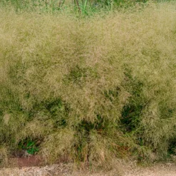 Schmiele 'Goldtau' - Leuchtende Tautropfen im Garten