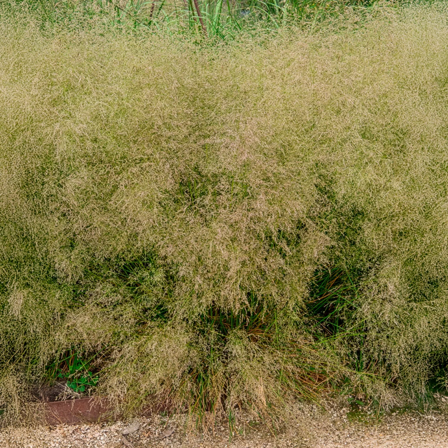 Schmiele 'Goldtau' - Leuchtende Tautropfen im Garten