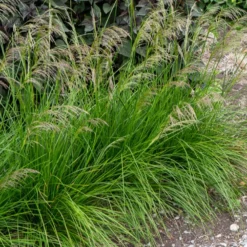 Schmiele 'Goldtau' - Leuchtende Tautropfen im Garten