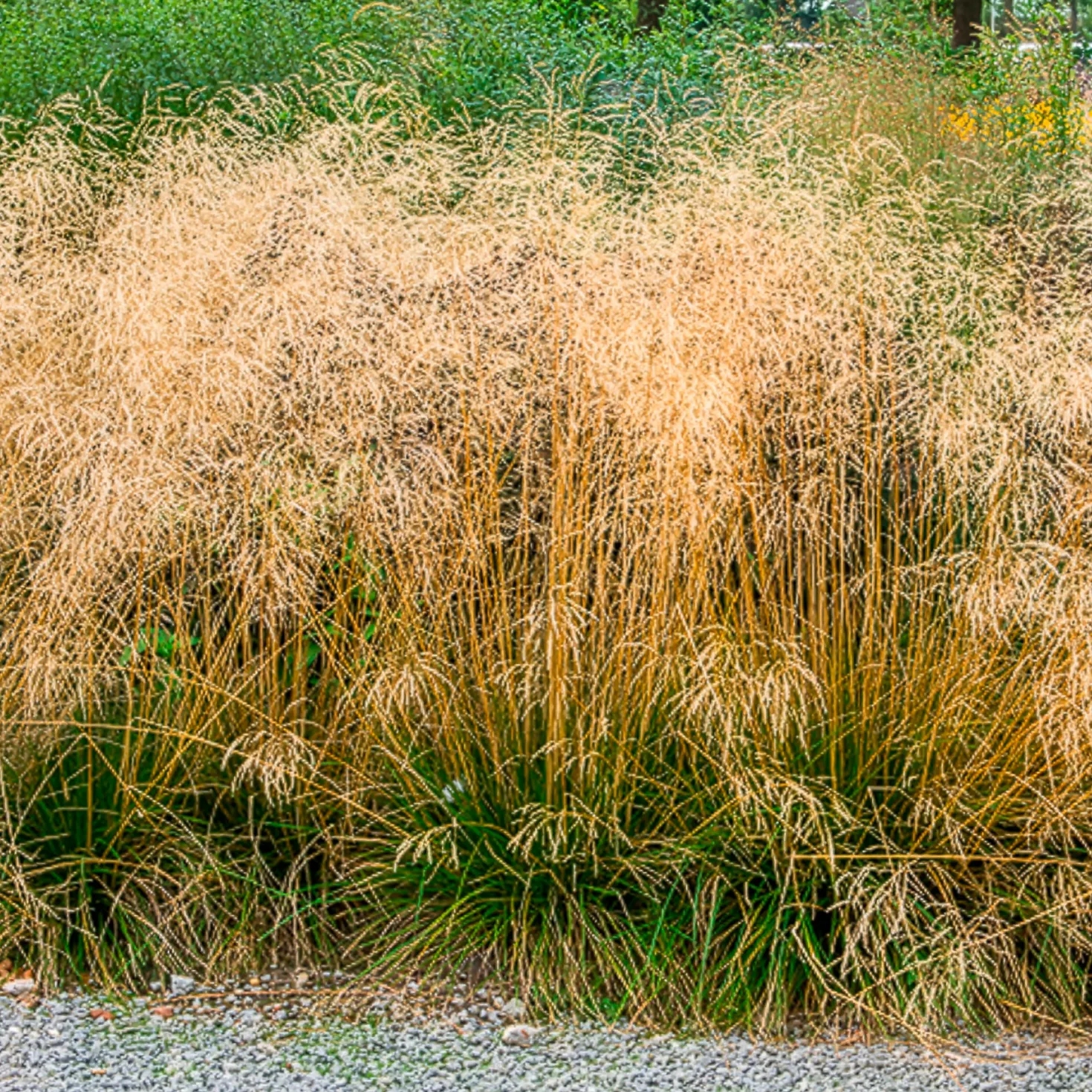 Schmiele 'Goldtau' - Leuchtende Tautropfen im Garten