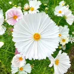 Schmuckkörbchen Cupcakes White - Weiße Blüten den ganzen Sommer