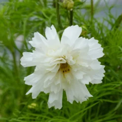 Schmuckkörbchen 'Double Dutch White' - Weiße Blüten den ganzen Sommer
