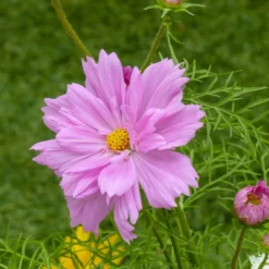 Schmuckkörbchen 'Double Dutch Rose' - Rosa Blüten den ganzen Sommer