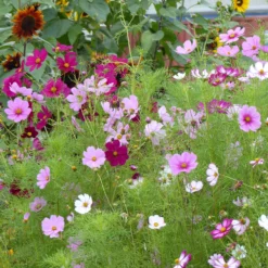 Schmuckkörbchen Sensation Mischung - Blütenmeer den ganzen Sommer