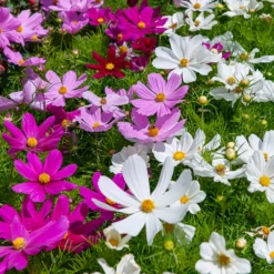 Schmuckkörbchen Sensation Mischung - Blütenmeer den ganzen Sommer