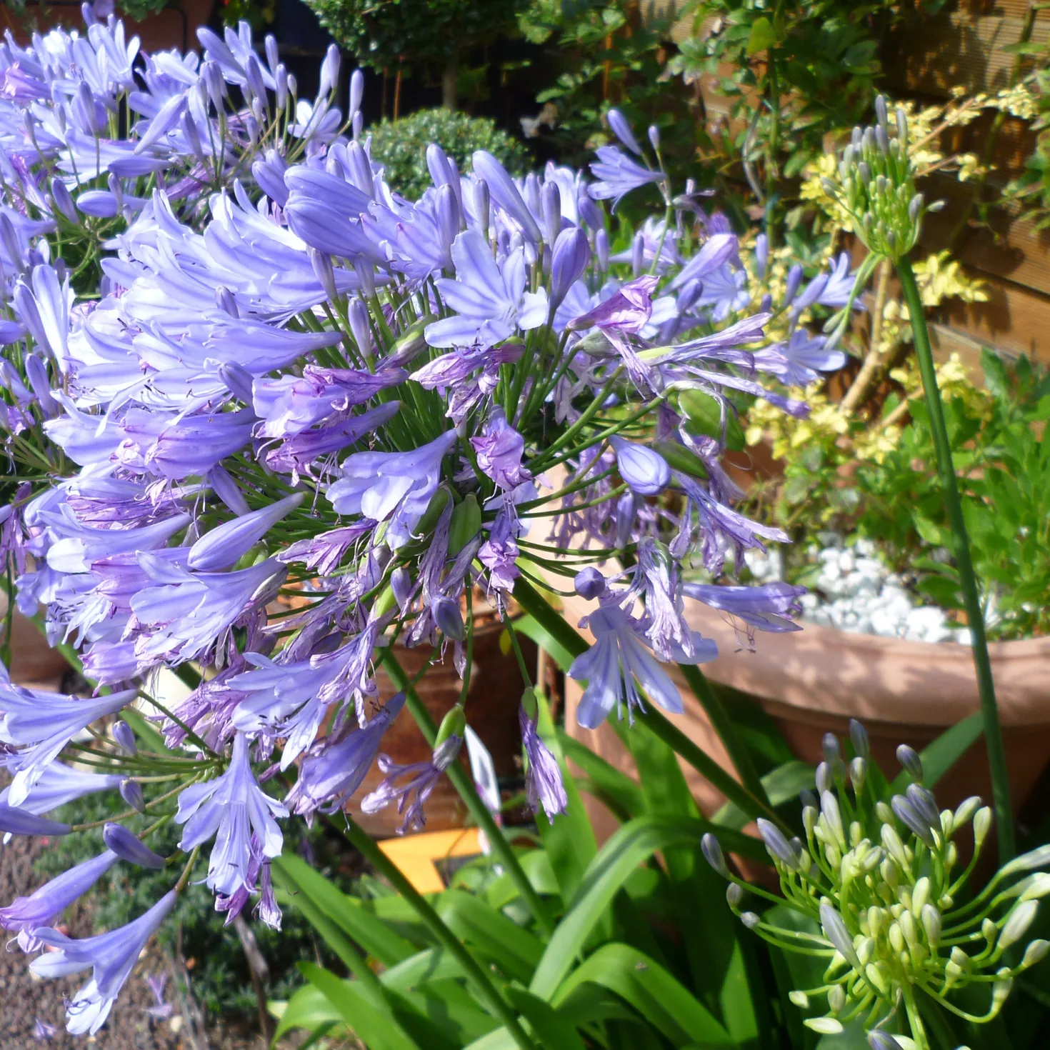 Schmucklilie Blue Infinity® Panaga - Blaue Blüten den ganzen Sommer