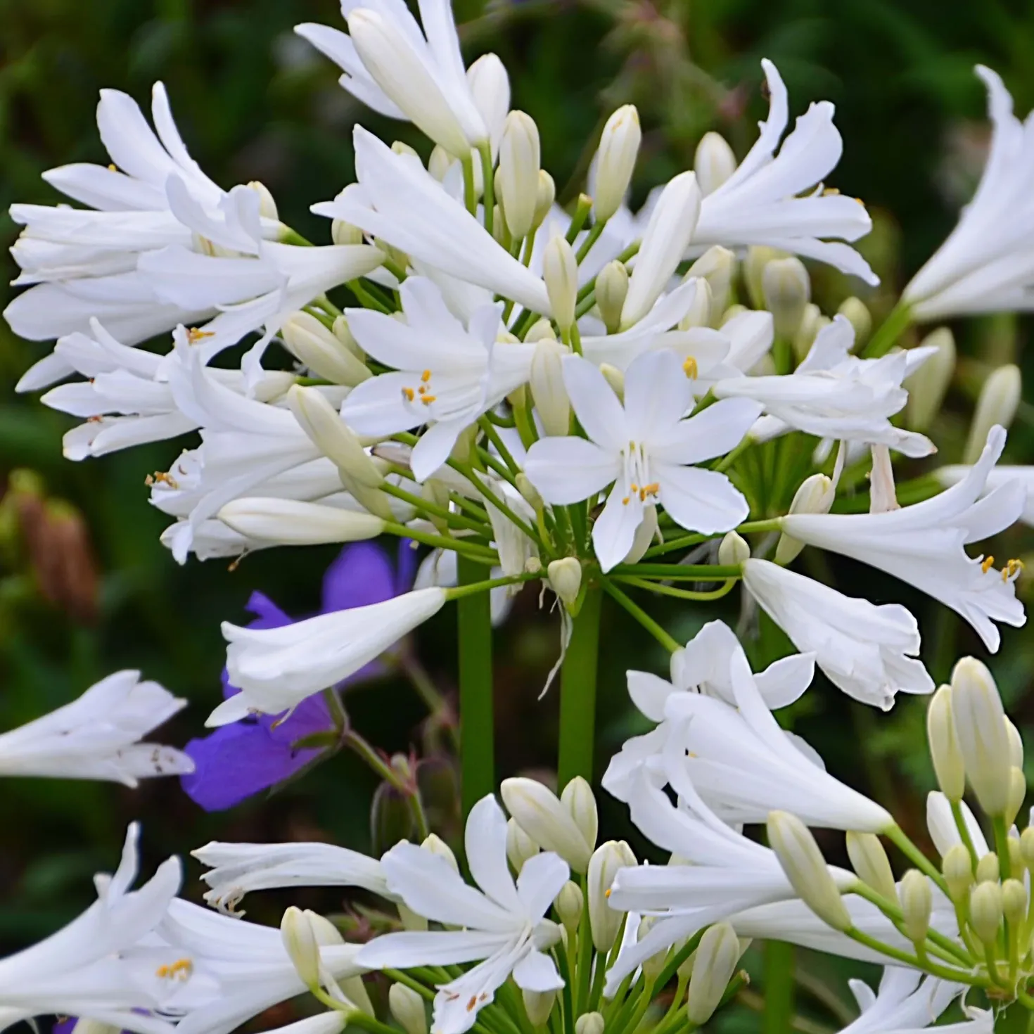 Schmucklilie PITCHOUNE® White - Weiße Blüten den ganzen Sommer