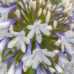 Schmucklilie ‘Queen Mum’ - Weiße Blütenbälle im Sommer