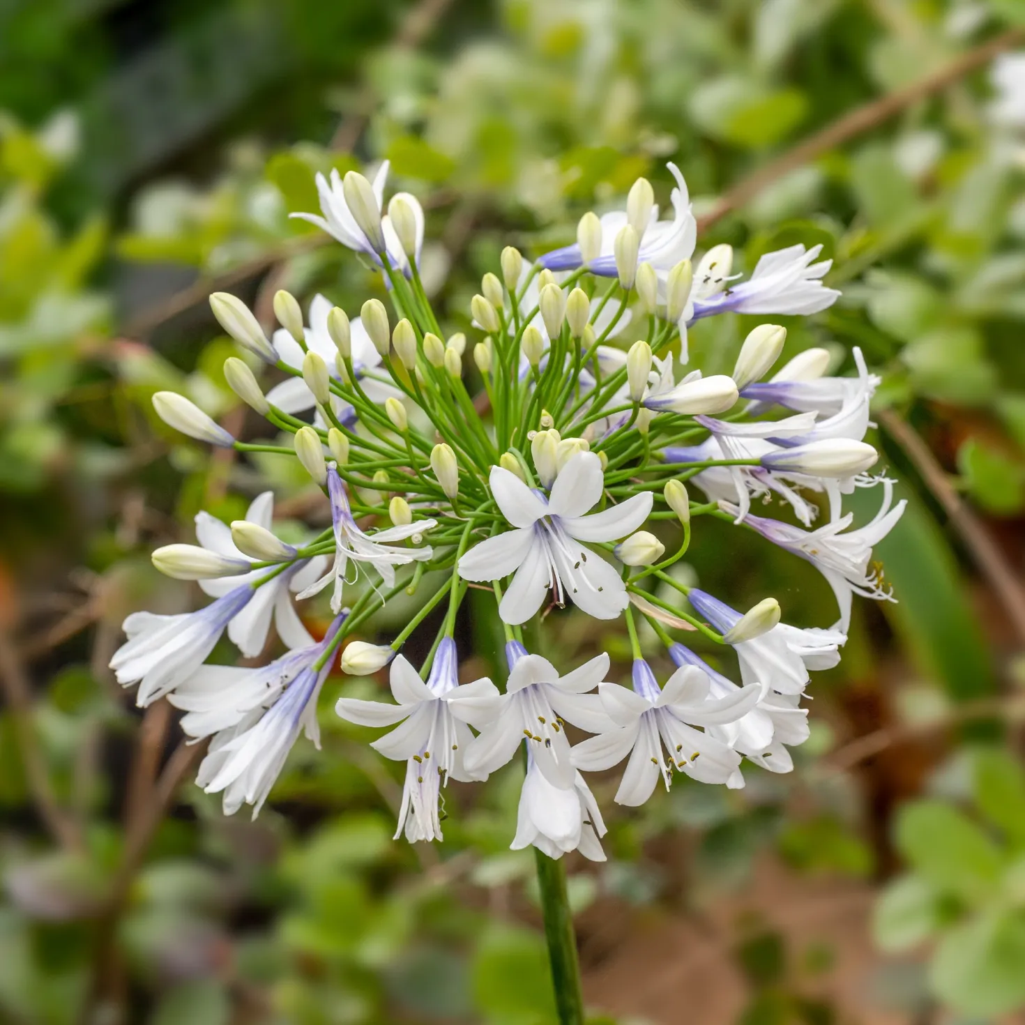 Schmucklilie ‘Queen Mum’ - Weiße Blütenbälle im Sommer