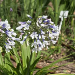 Schmucklilie Twister - Zweifarbige Blüten sofort