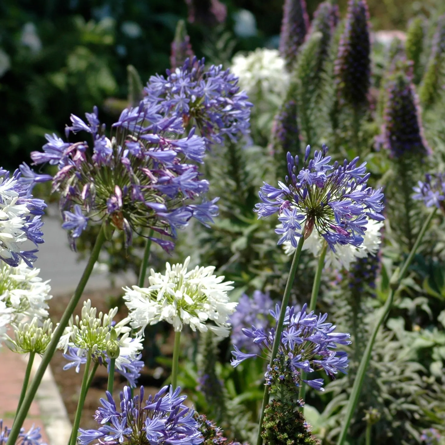 Schmucklilie (x3) - Blaue Blüten den ganzen Sommer