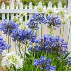 Schmucklilie (x3) - Blaue Blüten den ganzen Sommer