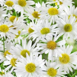 Schönaster 'Alba' - Weiße Blüten den ganzen Sommer