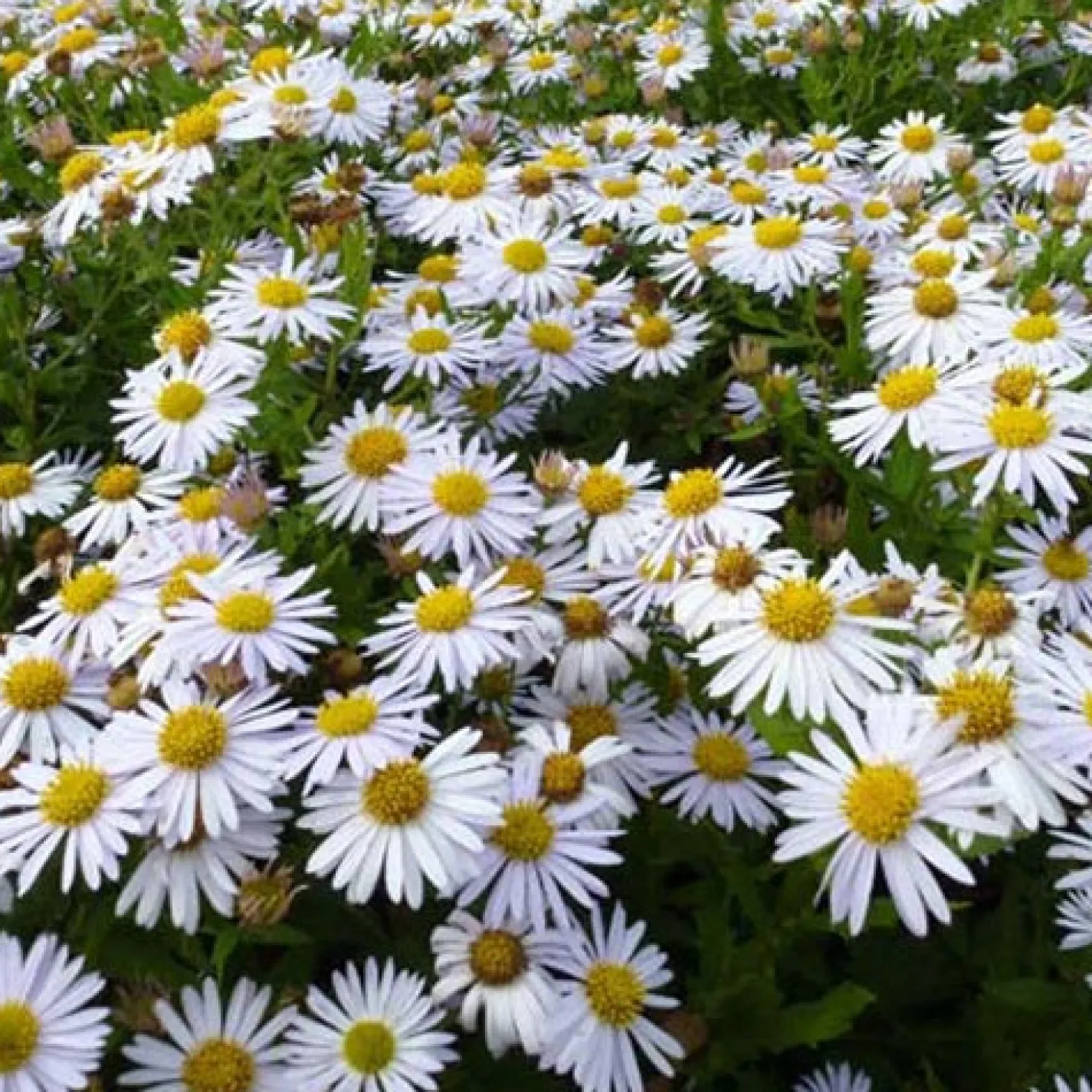 Schönaster 'Madiva' - Weiße Blüten bis November
