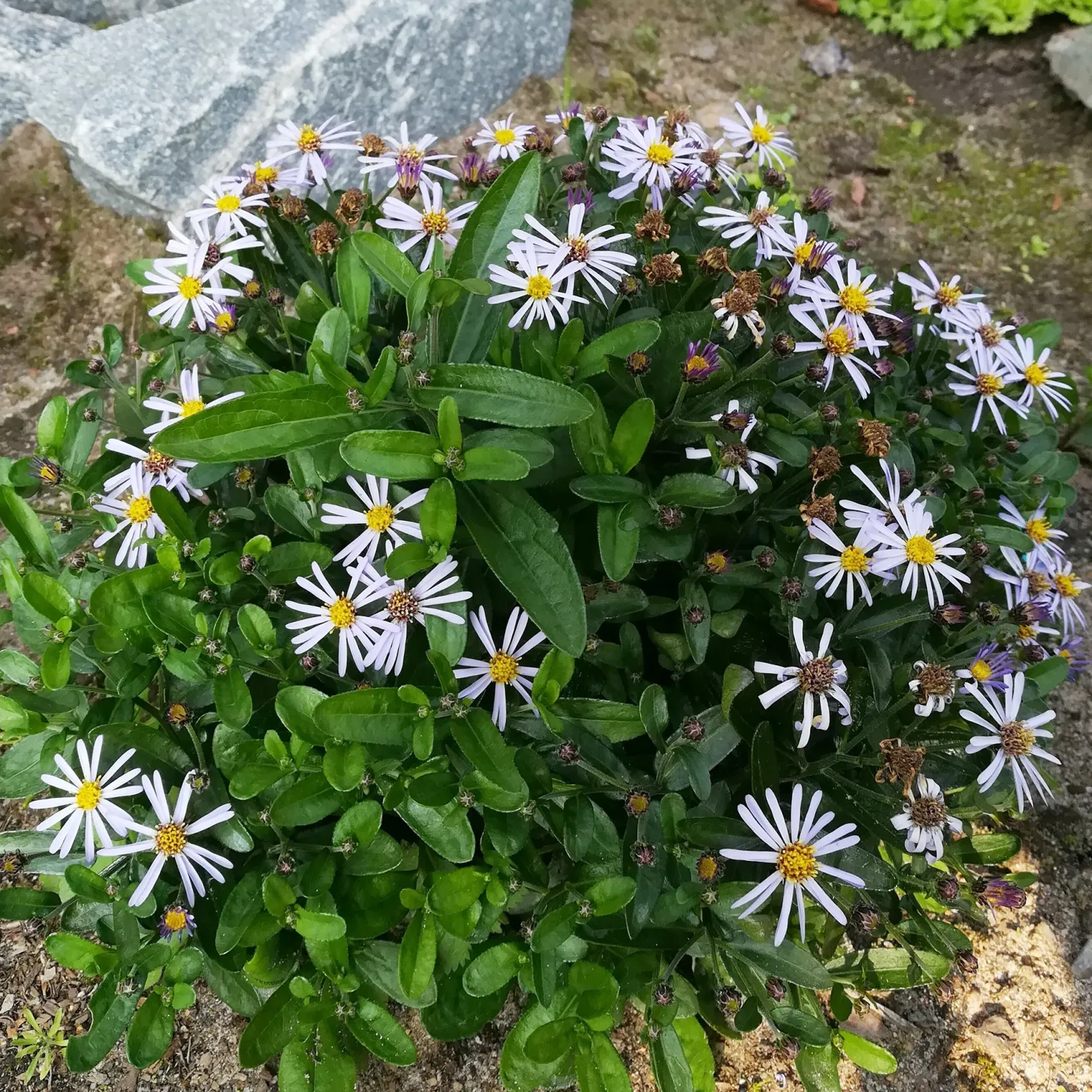 Schönaster Nana Blue - Blüht bis September