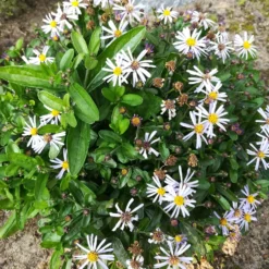 Schönaster Nana Blue - Blüht bis September