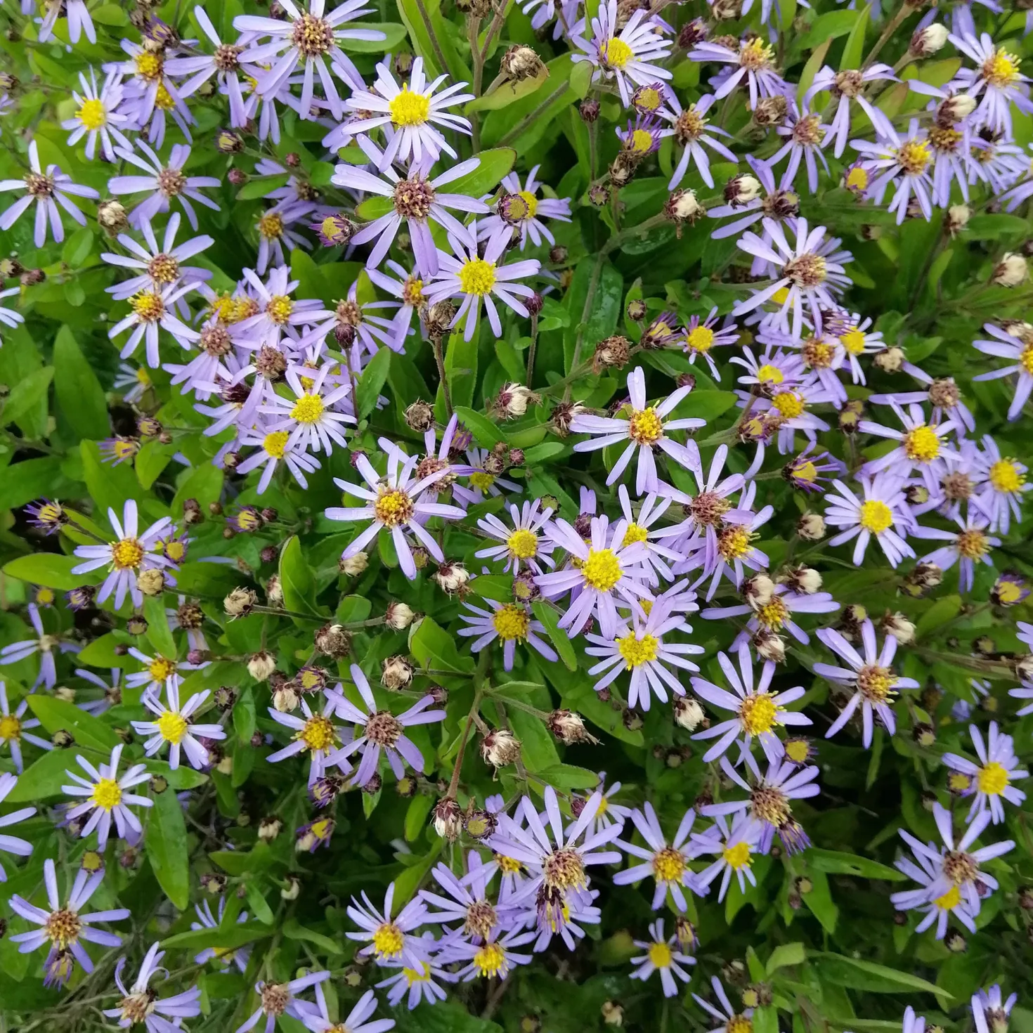 Schönaster Nana Blue - Blüht bis September