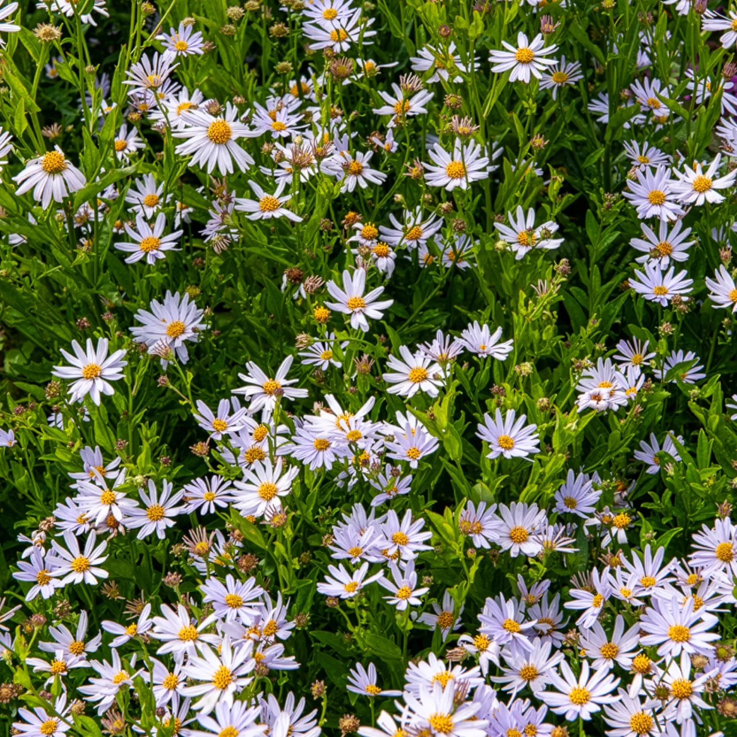 Schönaster - Wochenlang weiße Blüten