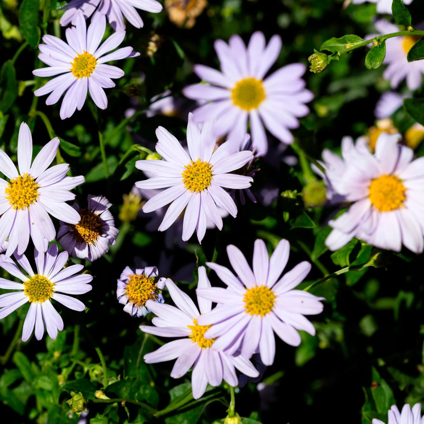 Schönaster - Wochenlang weiße Blüten