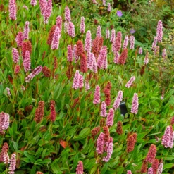 Schneckenknöterich Darjeeling Red - Teppich in Herbstrot