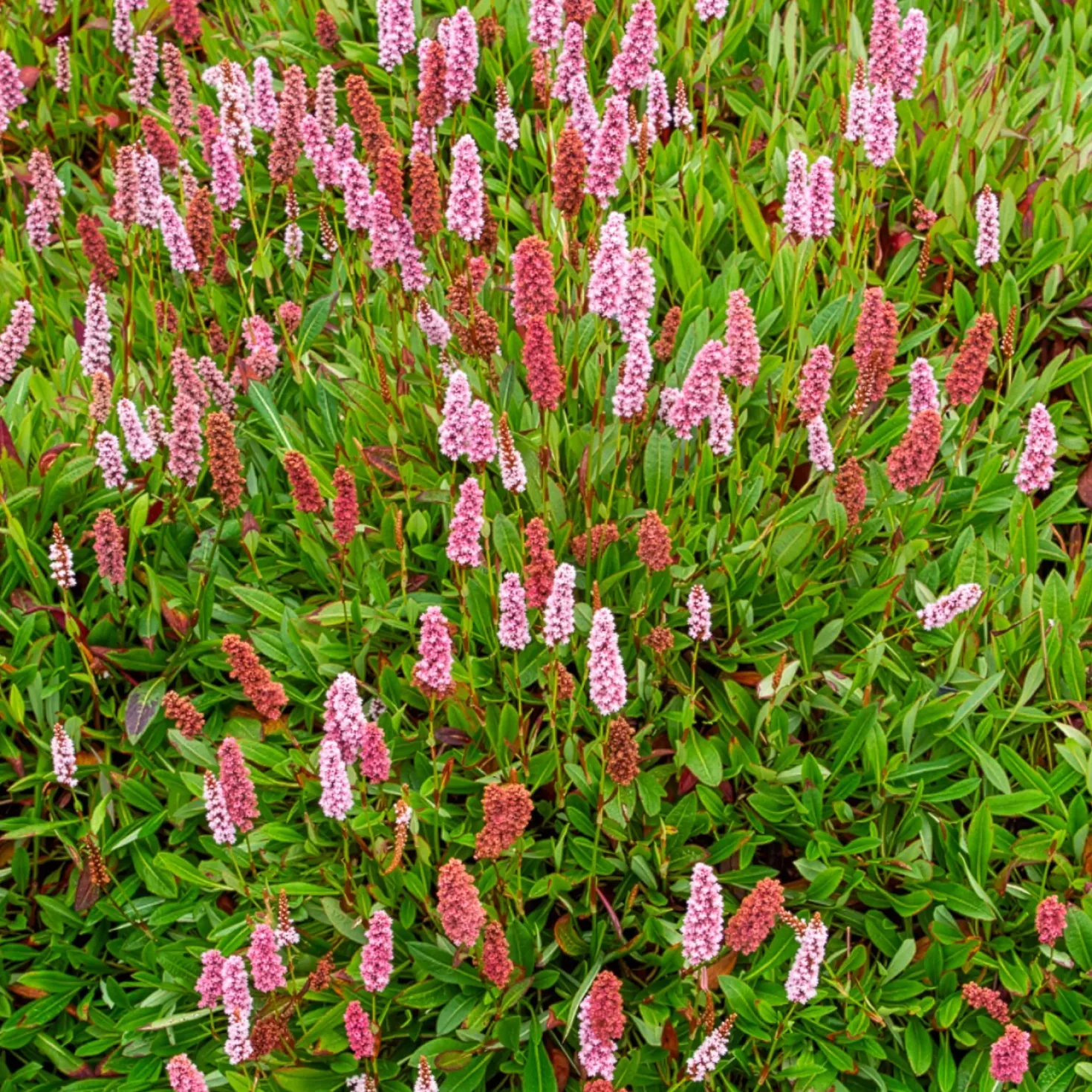 Schneckenknöterich Darjeeling Red - Teppich in Herbstrot