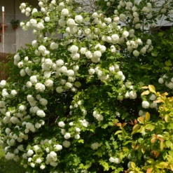 Schneeball ‘Roseum’ - Weiße Blütenkugeln im Mai