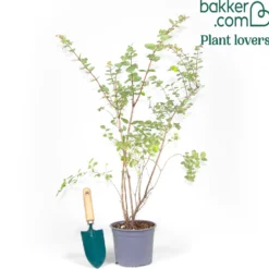 Schneebeere Mother of Pearl - Perlweiße Beeren den Winter durch