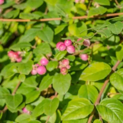 Schneebeere Mother of Pearl - Perlweiße Beeren den Winter durch