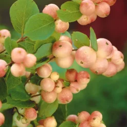 Schneebeere Mother of Pearl - Perlweiße Beeren den Winter durch