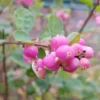 Schneebeere 'Sofie' - Beeren bis in den Winter