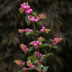 Schneebeere 'Sofie' - Beeren bis in den Winter