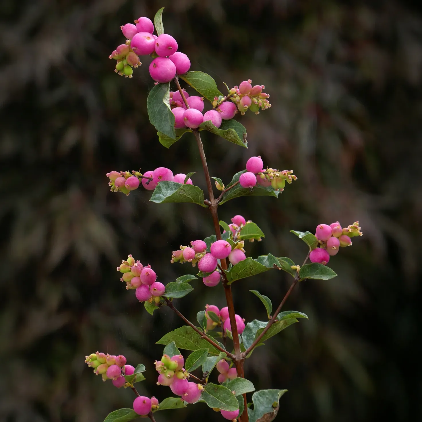 Schneebeere 'Sofie' - Beeren bis in den Winter