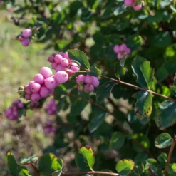 Schneebeere 'Sofie' - Beeren bis in den Winter