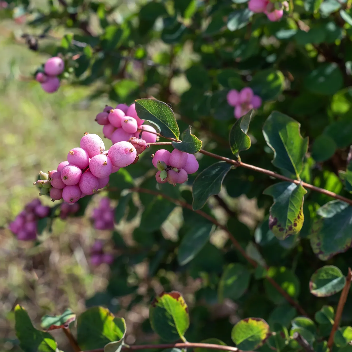 Schneebeere 'Sofie' - Beeren bis in den Winter
