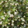 Schneebeere White Hedge - Weiße Beeren den Winter lang