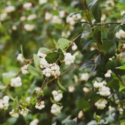 Schneebeere White Hedge - Weiße Beeren den Winter lang