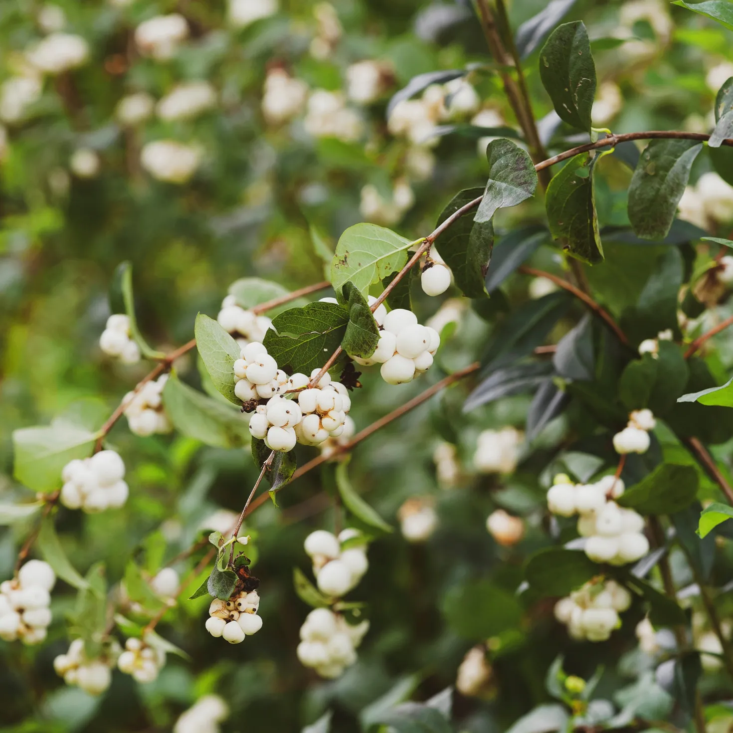 Schneebeere White Hedge - Weiße Beeren den Winter lang