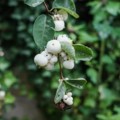 Schneebeere White Hedge - Weiße Beeren den Winter lang