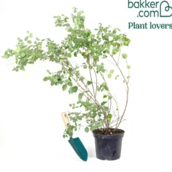 Schneebeere White Hedge - Weiße Beeren den Winter lang