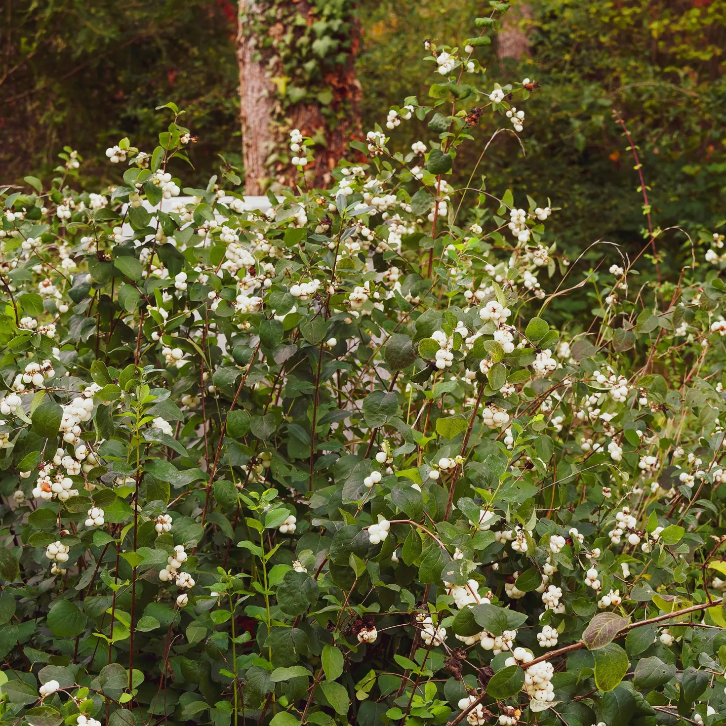 Schneebeere White Hedge - Weiße Beeren den Winter lang
