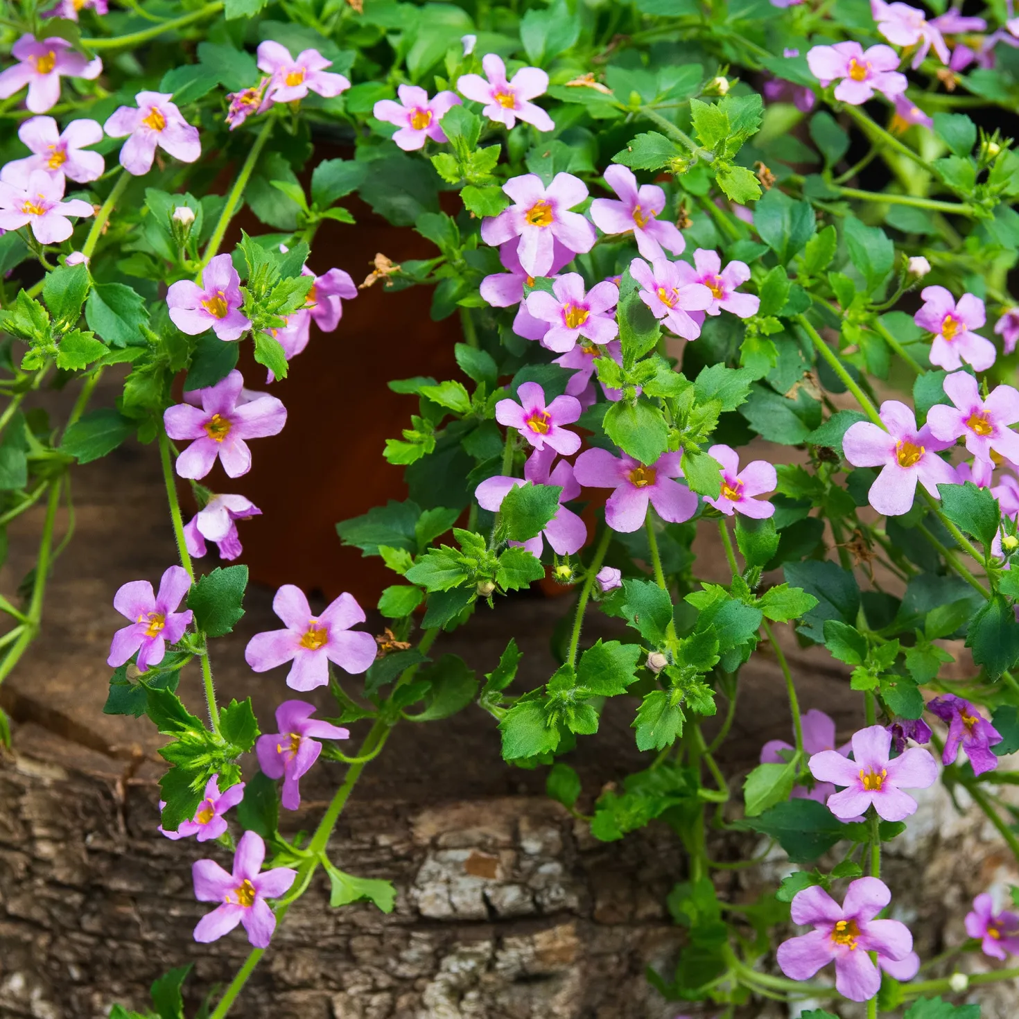 Schneeflockenblume rosa (Bacopa) - Rosa Blütenteppich sofort