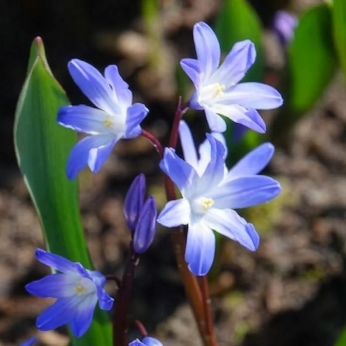 Schneeglanz ‘Forbesii’ (x20) - Blauer Frühling im Nu