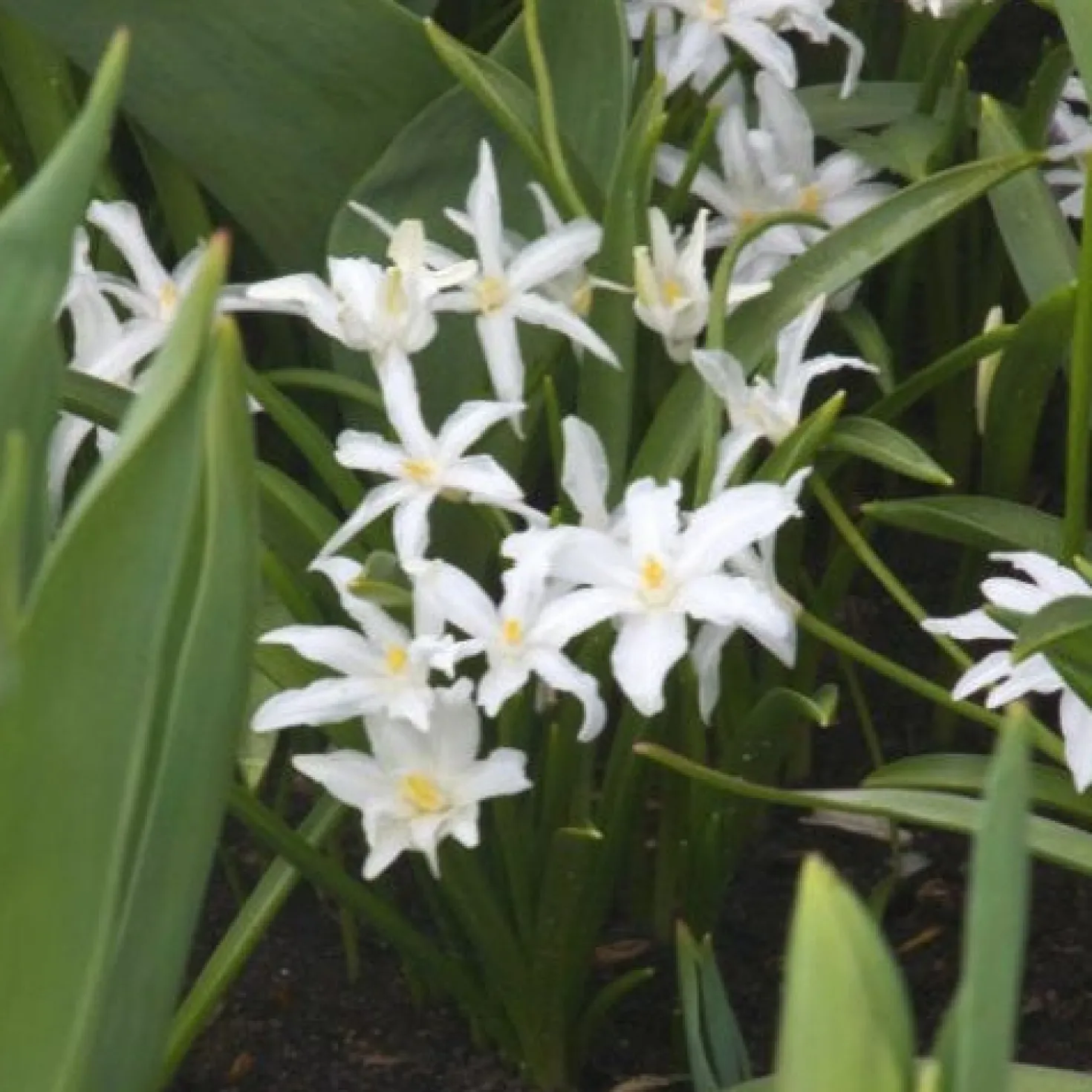 Schneeglanz Luciliae Alba (x20) - Weißer Blütenteppich im März
