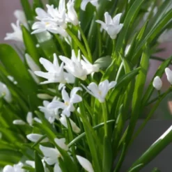 Schneeglanz Luciliae Alba (x20) - Weißer Blütenteppich im März