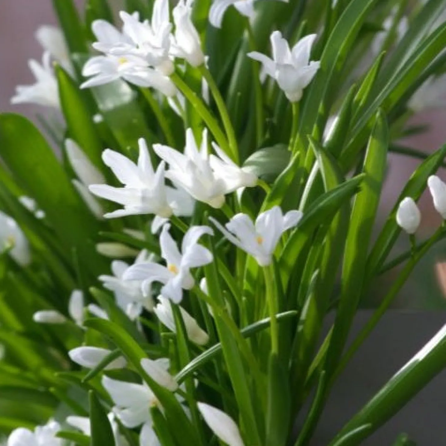 Schneeglanz Luciliae Alba (x20) - Weißer Blütenteppich im März