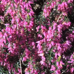 Schneeheide Springwood Pink - Blüten mitten im Winter